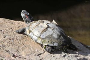 Comment Poussent Les Carapaces De Tortues Faits Scientifiques Et FAQ comment-poussent-les-carapaces-de-tortues-faits-scientifiques-et-faq