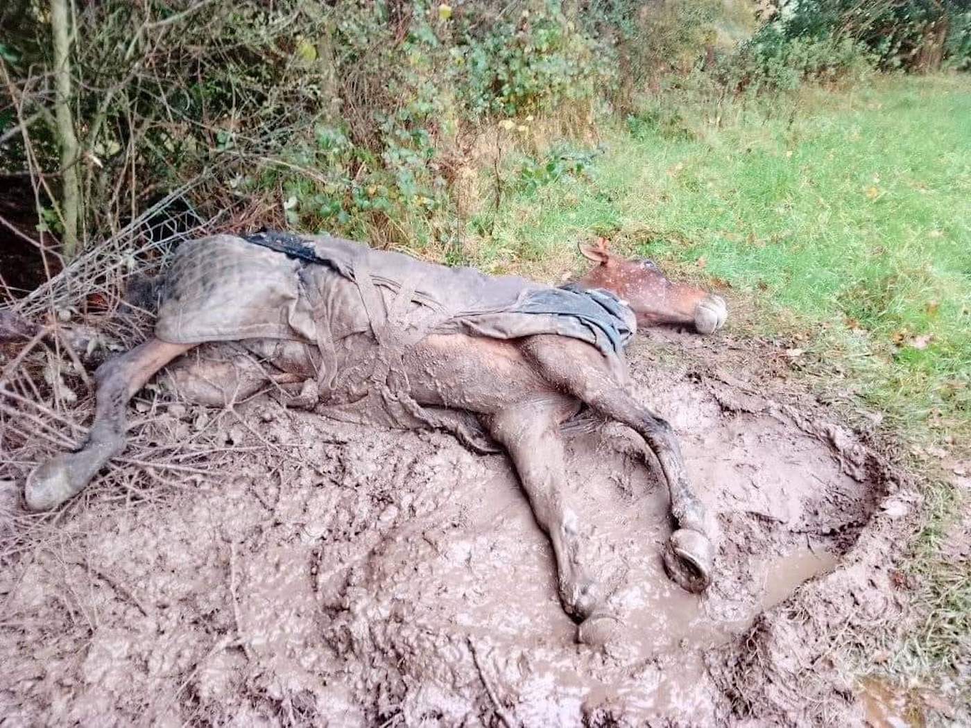 "Cela doit cesser" : un cheval retrouvé épuisé, blessé et emmêlé dans une clôture après un feu d'artifice à proximité