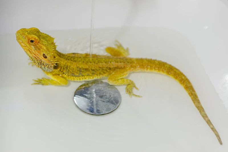 dragon barbu prenant un bain
