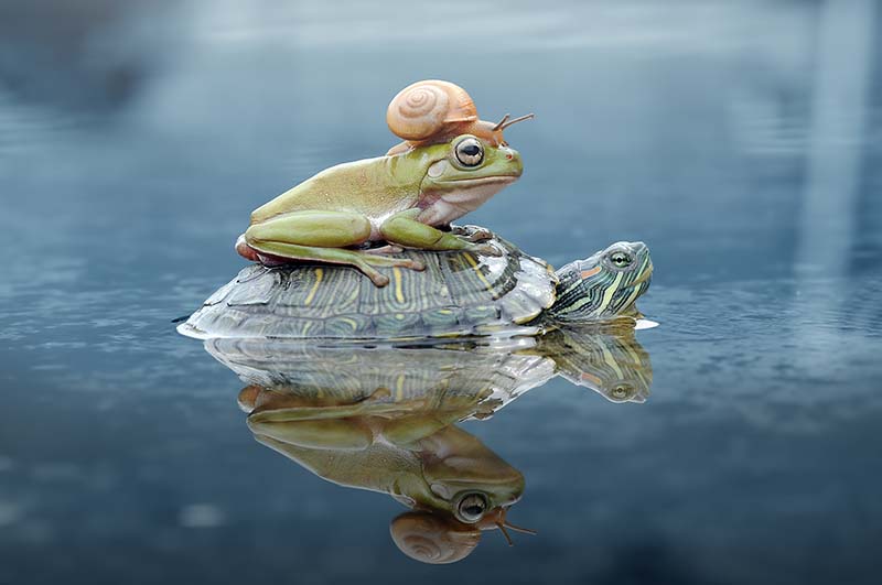 grenouille et escargot au sommet de la tortue