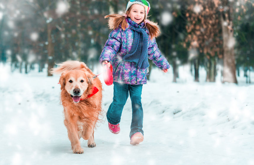 Quelles sont les races de chiens les plus communes en France ?