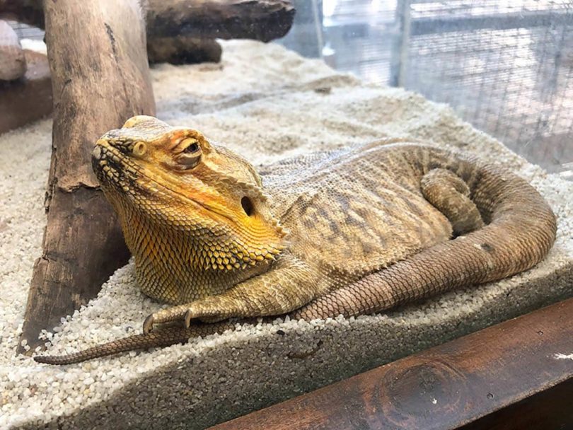 dragon barbu