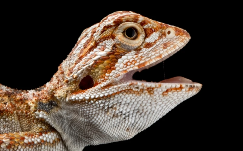 bébé dragon barbu avec la gueule ouverte