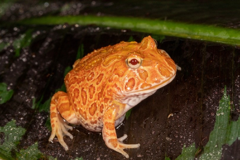 Grenouille albinos Pacman