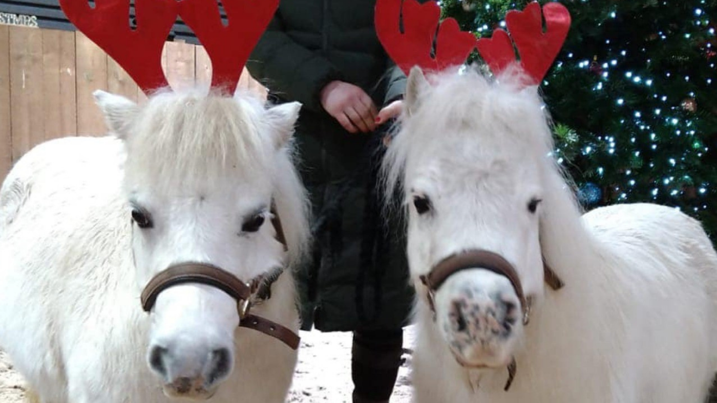 L'Association Riding for the Disabled a besoin de l'aide de vos animaux de compagnie