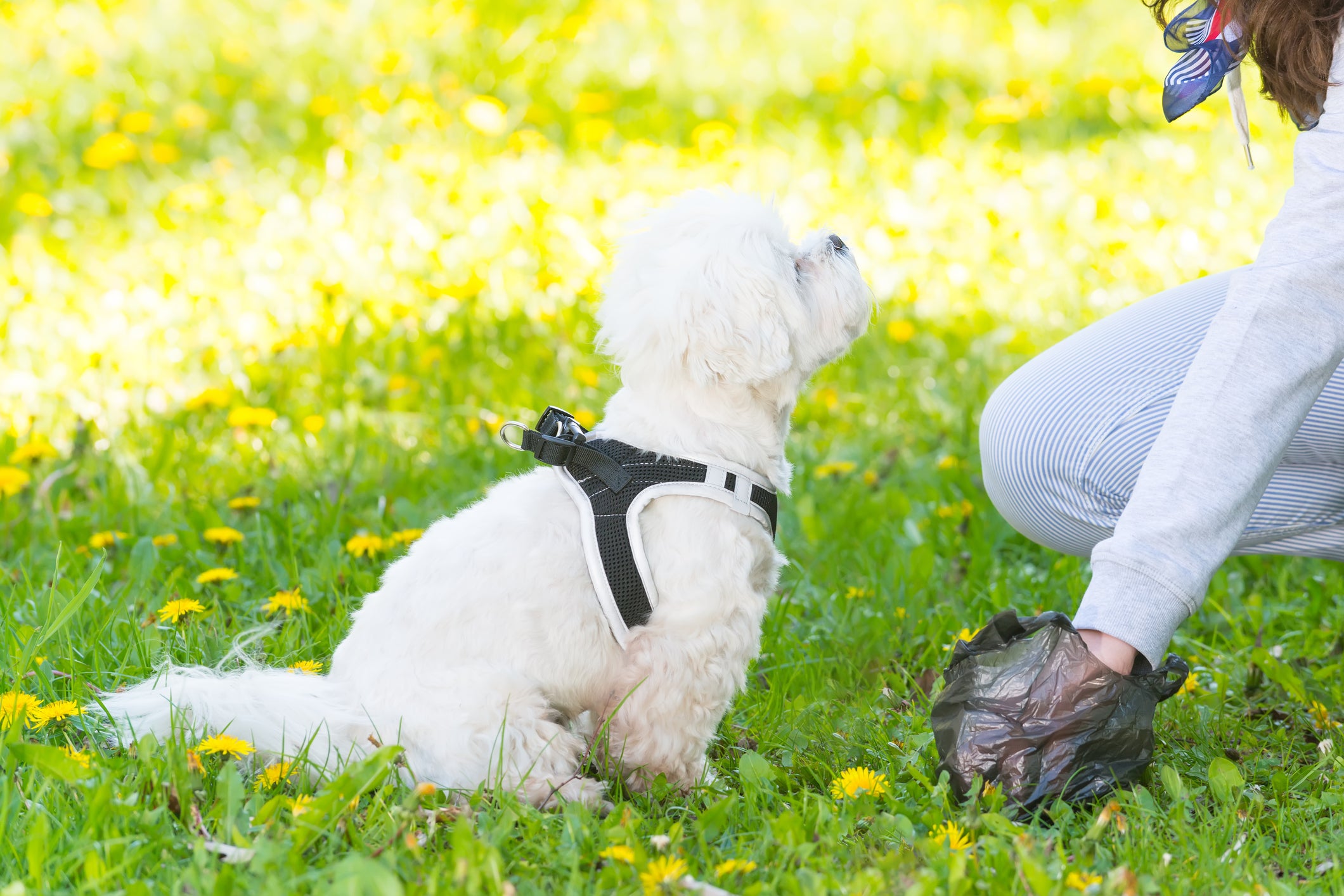 Colite chez le chien : signes, symptômes, traitement