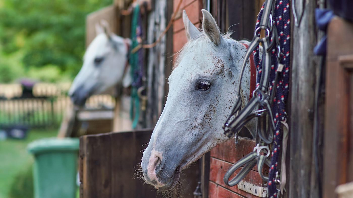 "On ne peut pas payer ses factures avec amour" : l'élevage de chevaux doit être rendu viable