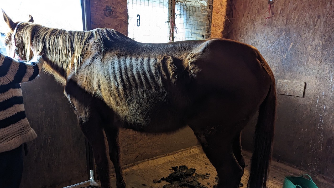 « À propos du cheval le plus mince » qu'un vétérinaire avait vu abattu pour mettre fin à ses souffrances