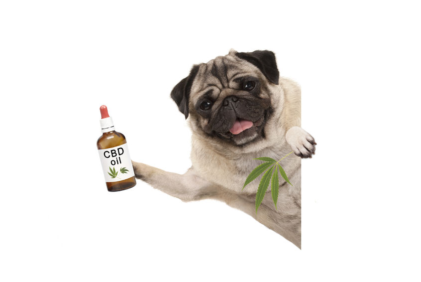 Des produits au CBD pour chiens et chats : quels bienfaits ?