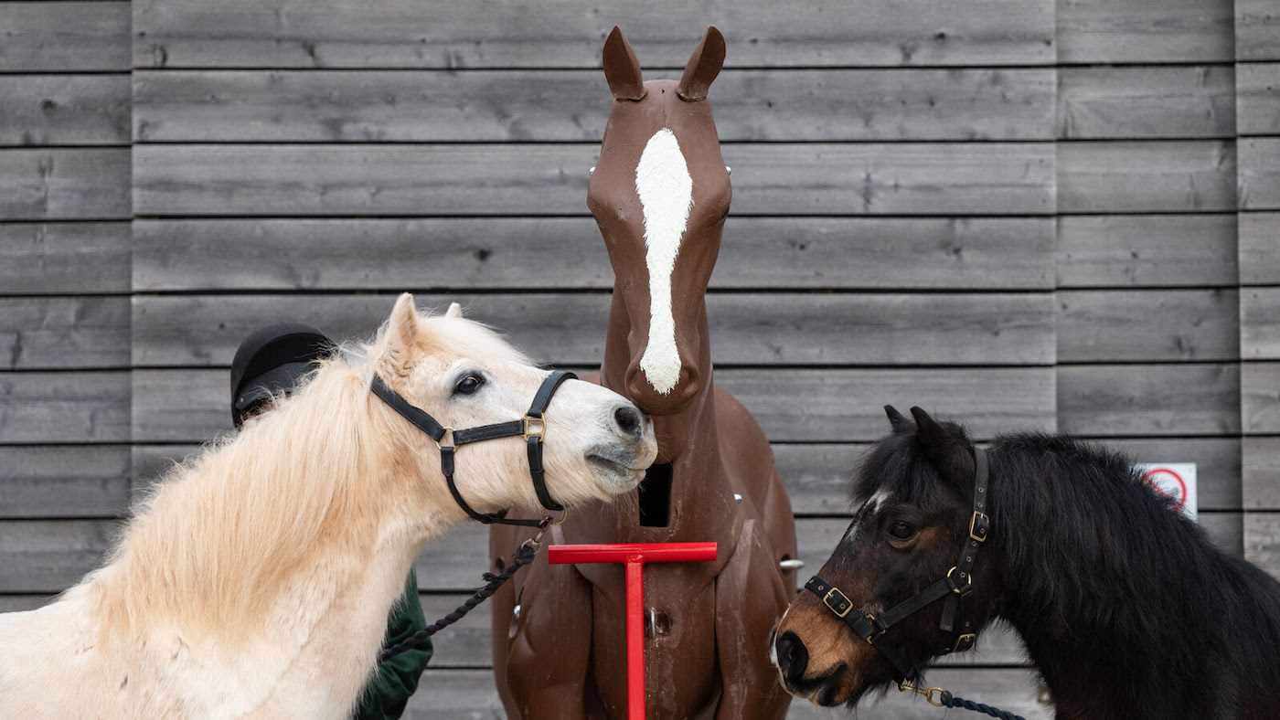 « Ils étaient très curieux ! »  Les poneys de sauvetage rencontrent Max, leur nouveau voisin « équin »