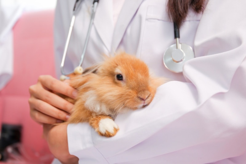 Un lapin tenu par un vétérinaire