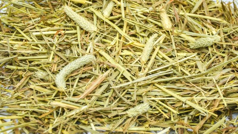 Timothy Hay Food pour lapins sur fond blanc