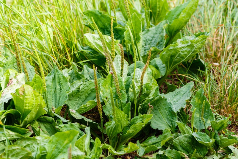 Plante à fleurs de plantain dans la cour
