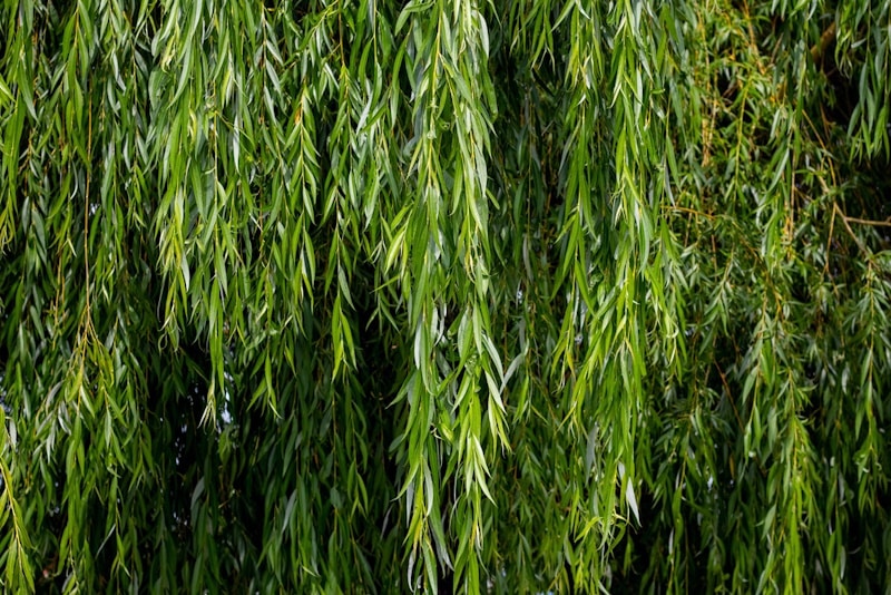 Branches suspendues d'un saule
