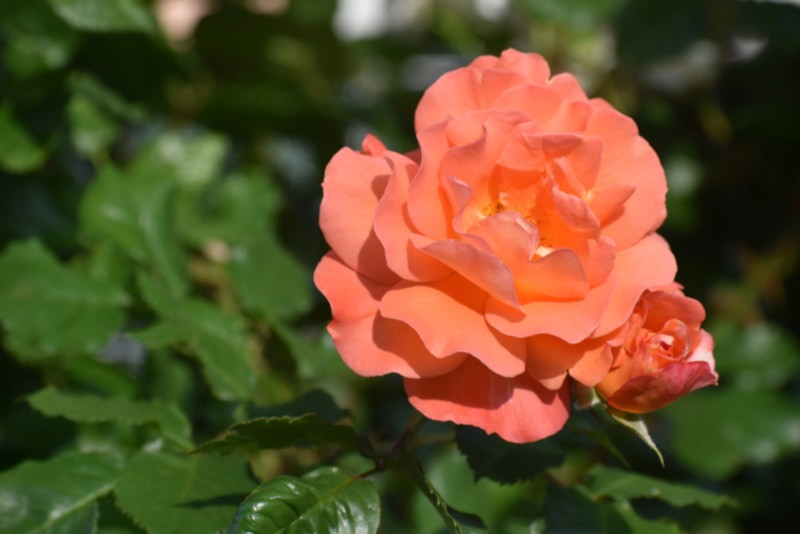 Plante de rose cuivrée