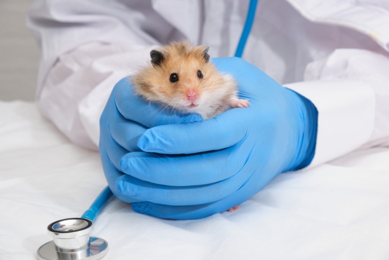 Hamster syrien moelleux entre les mains d'un vétérinaire