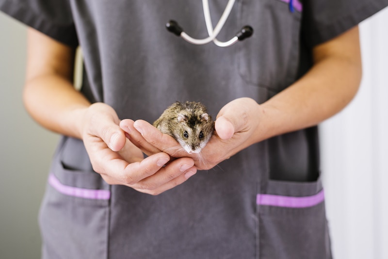 Vétérinaire tenant un hamster