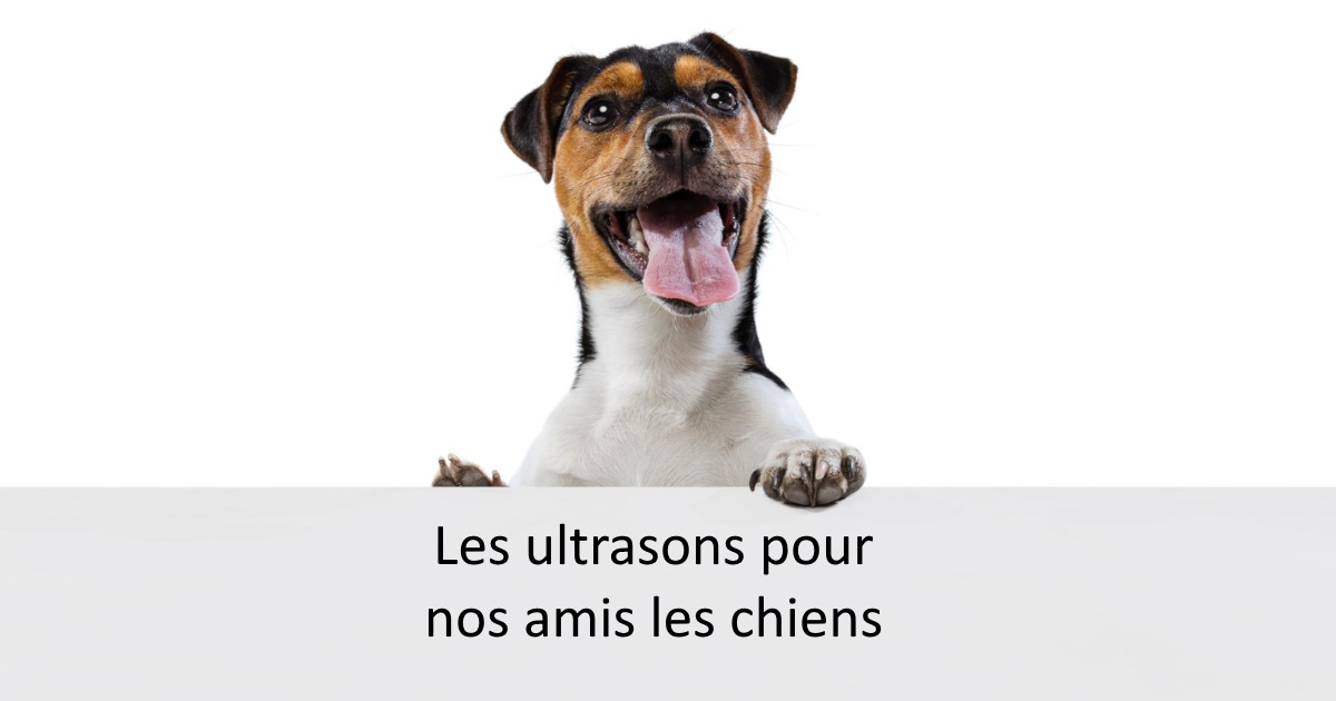 Les applications ultrasons utiles pour nos amis les chiens
