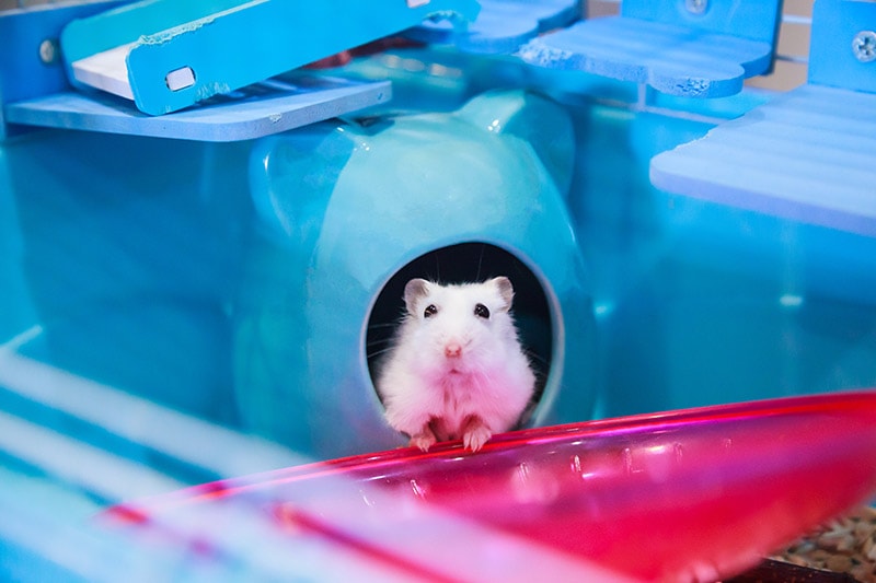 Hamster blanc d'hiver nain à l'intérieur de la cage