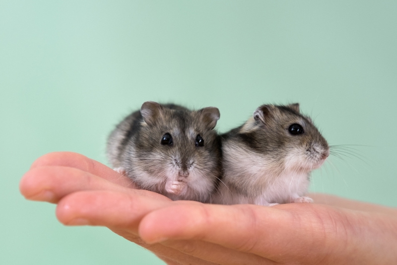 Hamsters Jungar miniatures assis sur les mains d'une femme