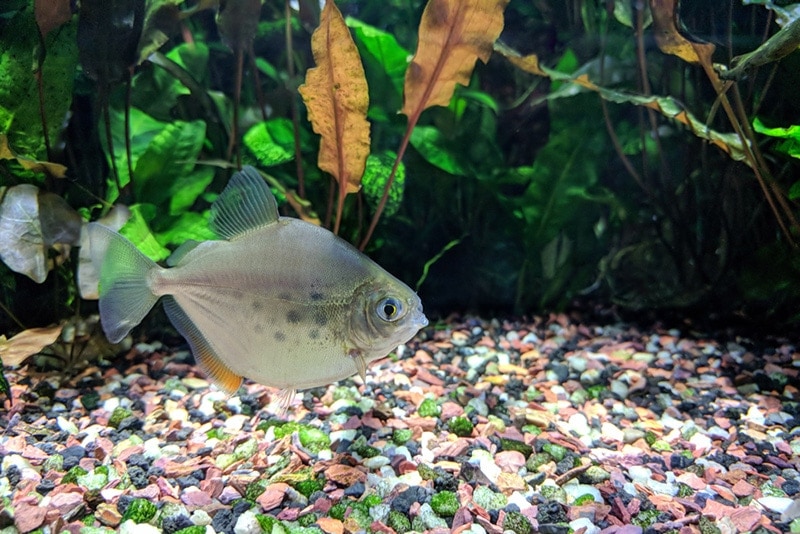Poisson dollar en argent à l'intérieur de l'aquarium