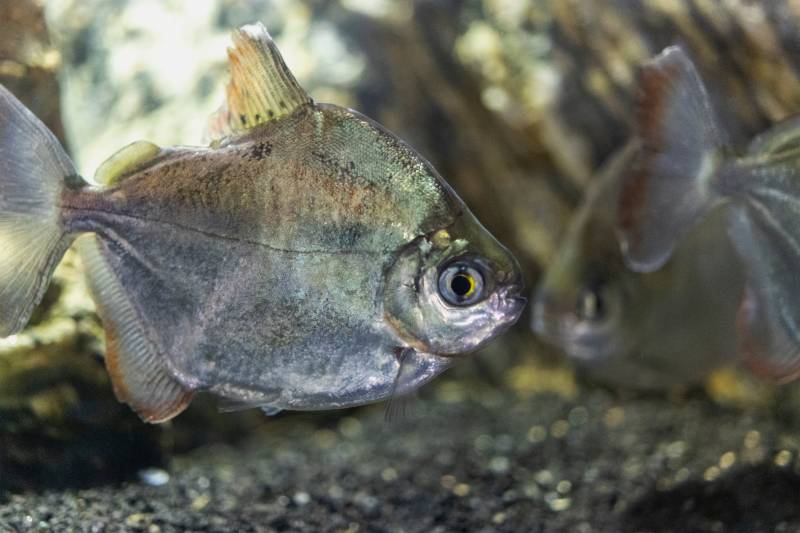 Poisson d'aquarium dollar en argent