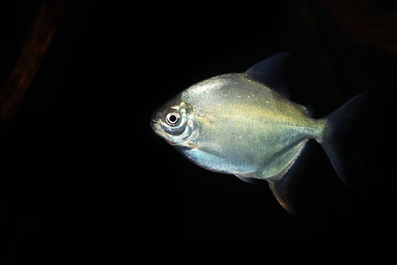 Poisson dollar en argent rare