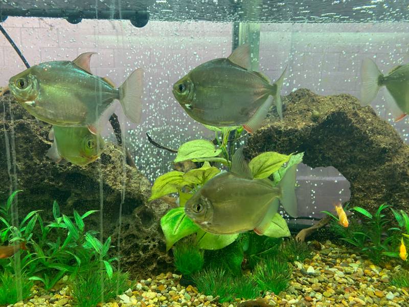 Poisson dollar en argent dans l'aquarium