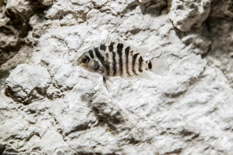 Fond de poisson cichlidé condamné d'une grosse pierre