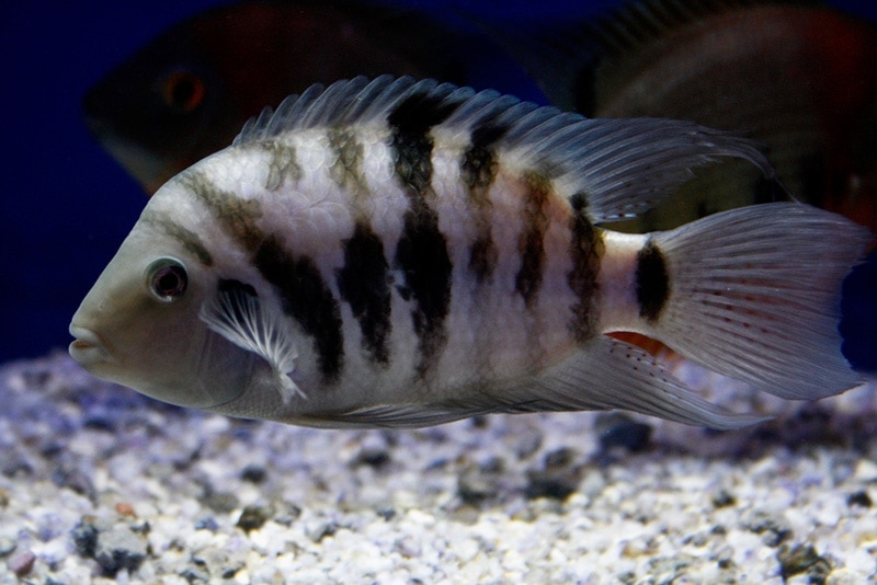 Condamner Cichlid à l'intérieur de l'aquarium