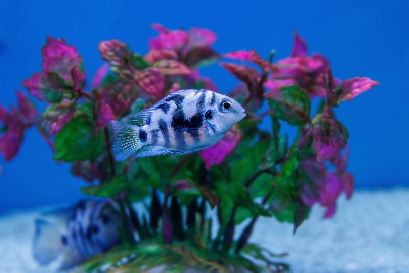 poisson cichlidé condamné à l'intérieur du réservoir - (Amatitlania nigrofasciata)
