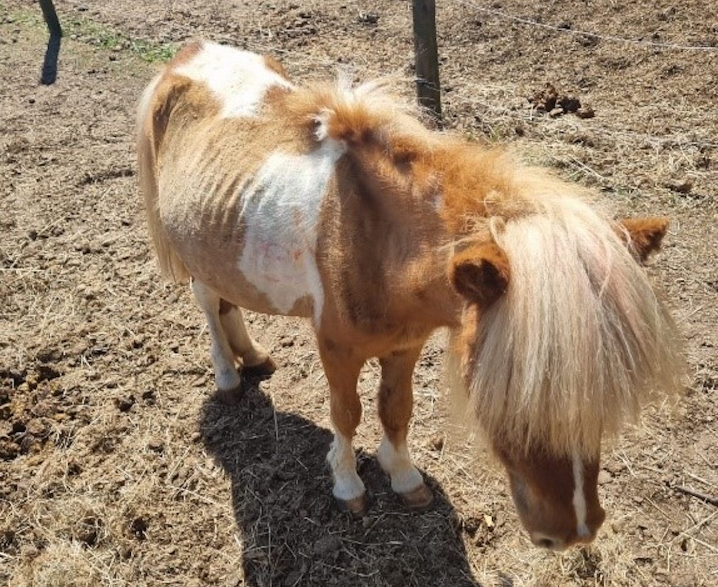 Un petit poney « gravement négligé » cherche un nouveau foyer spécial après une cure de désintoxication – pourriez-vous l'aider ?