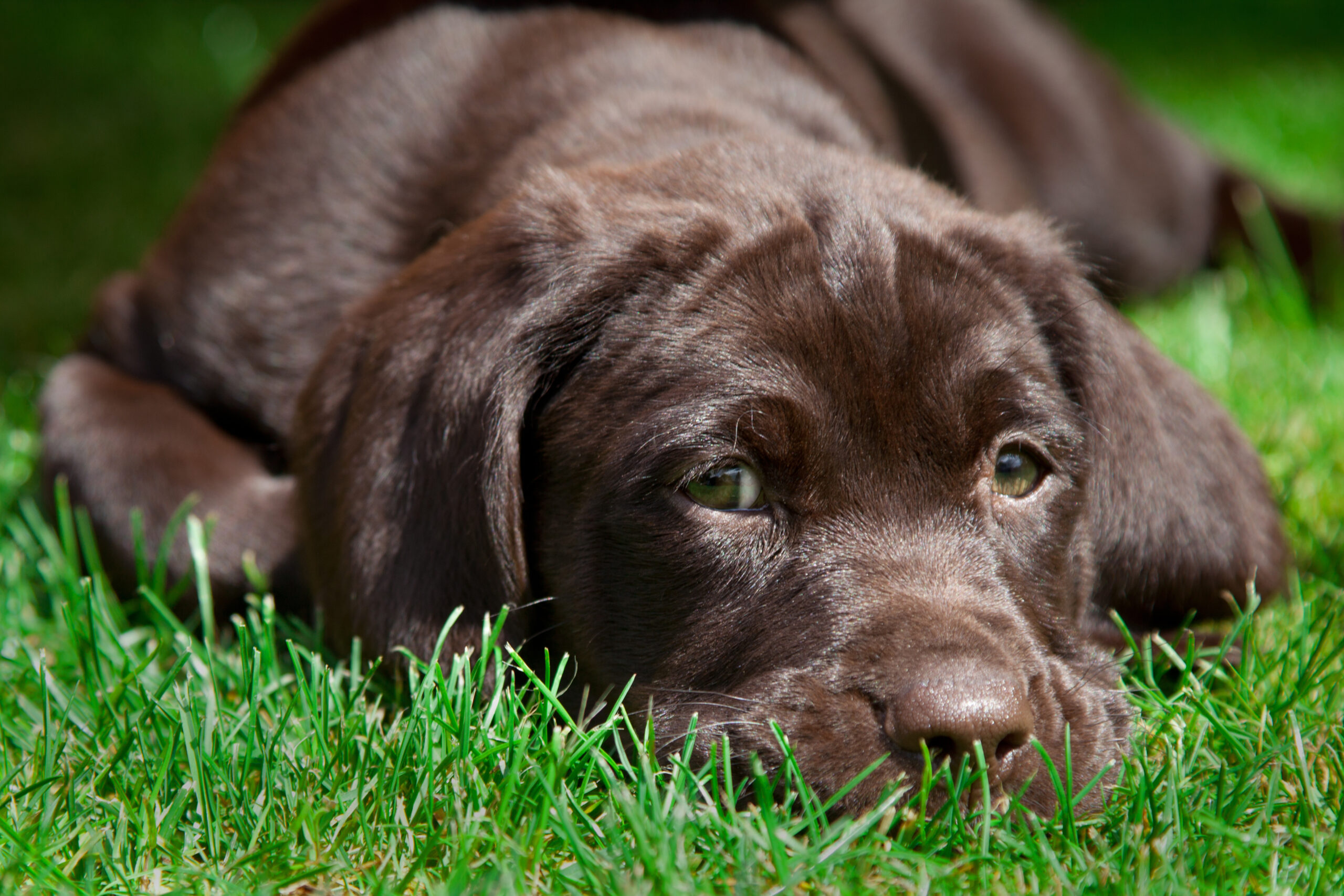 Le Labrador Retriever vous convient-il ?