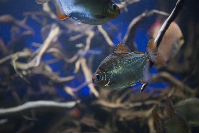 poissons dollars en argent