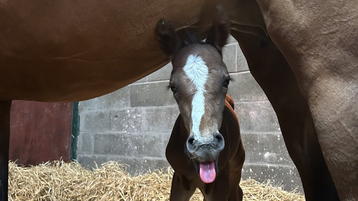 Une pouliche spéciale qui arrive, des standards en hausse avant les Jeux olympiques et d'autres choses dont le monde du cheval parle