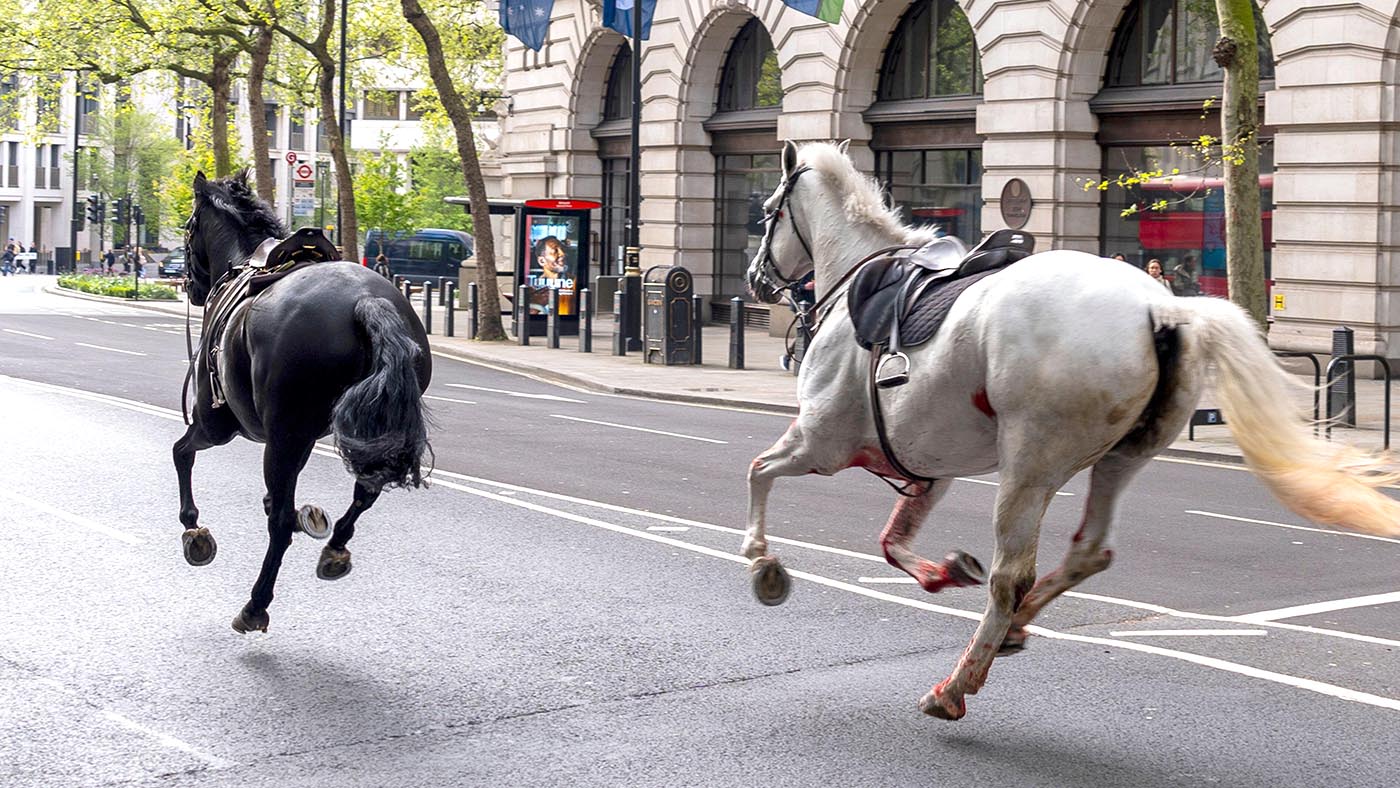 Des chevaux de l'armée en liberté à Londres en convalescence après une opération, ainsi que d'autres choses dont le monde équestre parle