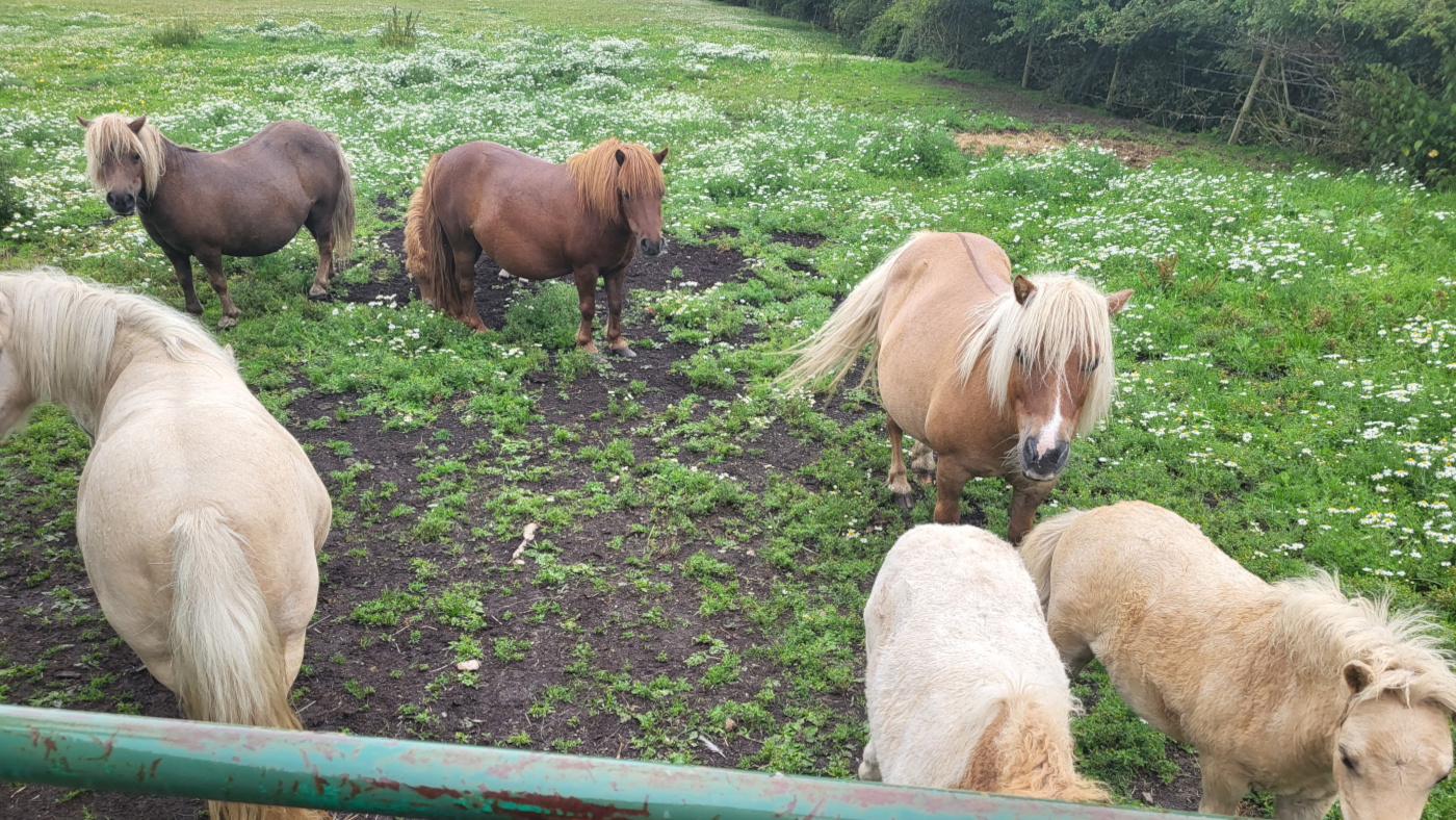 Un éleveur Shetland qui a laissé ses poneys souffrir d'une fourbure « extrême » envoyé en prison