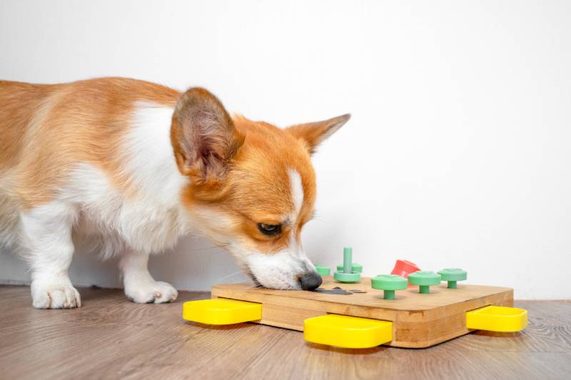 Corgi-chien-penché sur-jouet-puzzle-éducatif-interactif