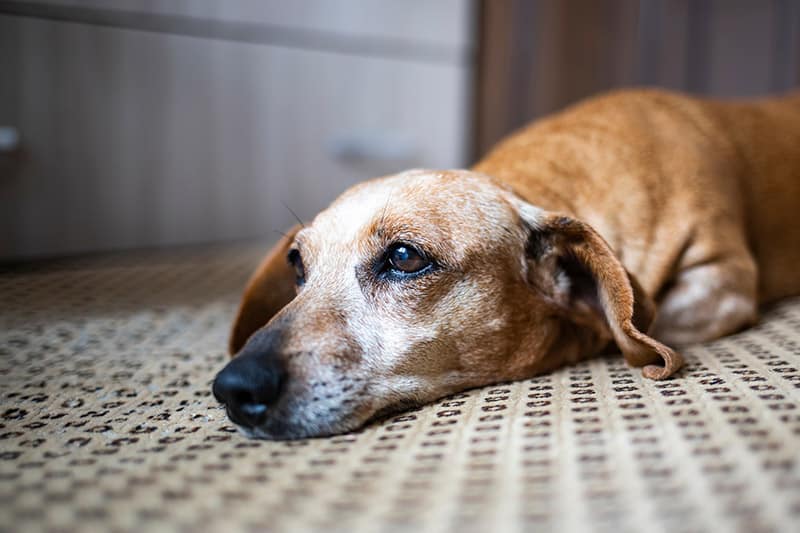 vieux-chien-teckel-malade-couche-sur-le-sol