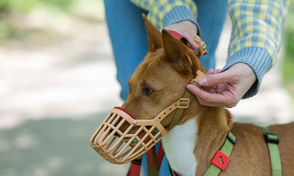 mettre une muselière à un chien