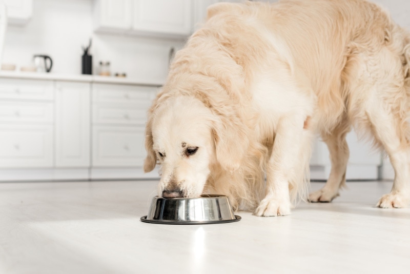 Golden Retriever mangeant de la nourriture pour chien dans un bol en métal