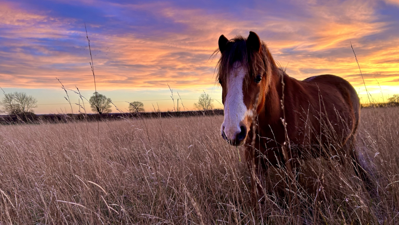 Bransby Horses annonce que des emplois sont menacés en raison d'un déficit de 2,5 millions de livres sterling