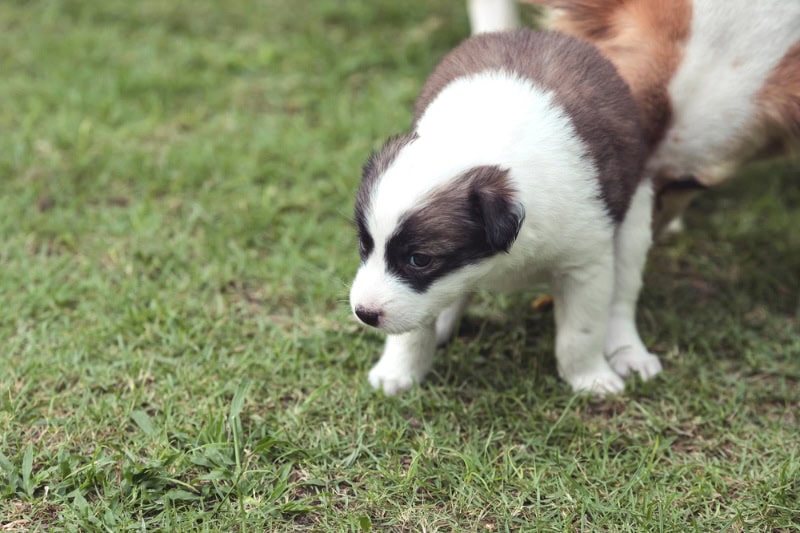 mère-chien-nettoie-ses-chiots-anus-et-caca-après-défécation-sur-l'herbe-en-plein air