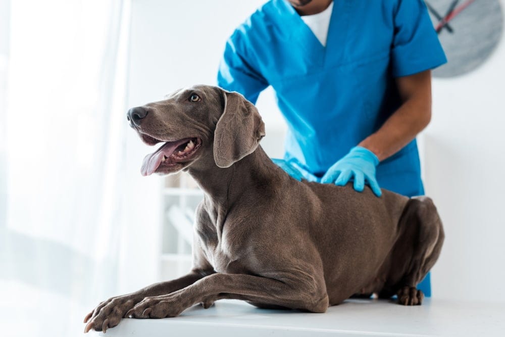 chien-de-braque-de-weimara-contrôlé-par-un-vétérinaire