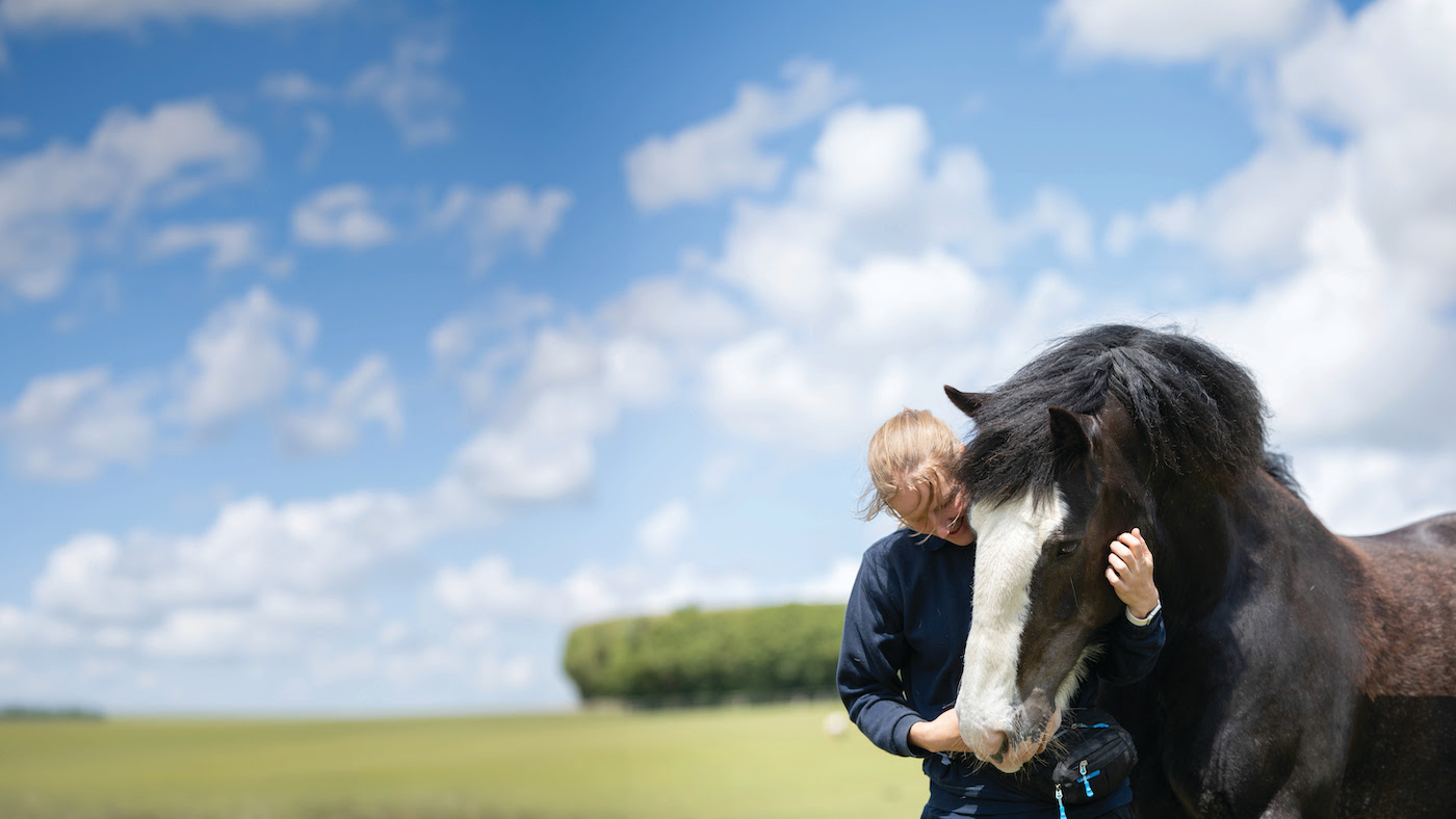 Les propriétaires en difficulté sont invités à reloger leurs chevaux maintenant plutôt que d'attendre l'hiver