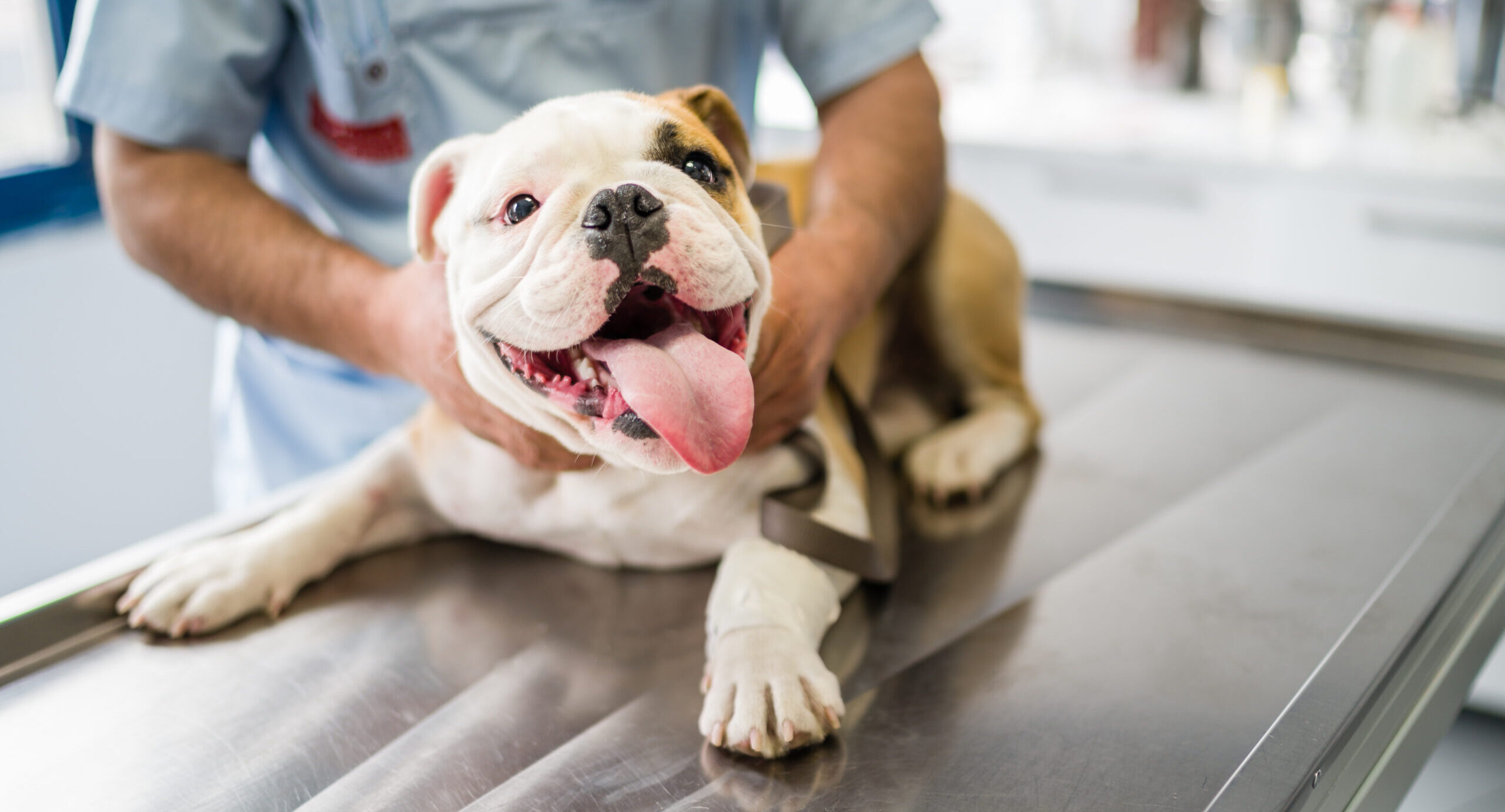 Œsophagite chez le chien : signes, symptômes et traitement