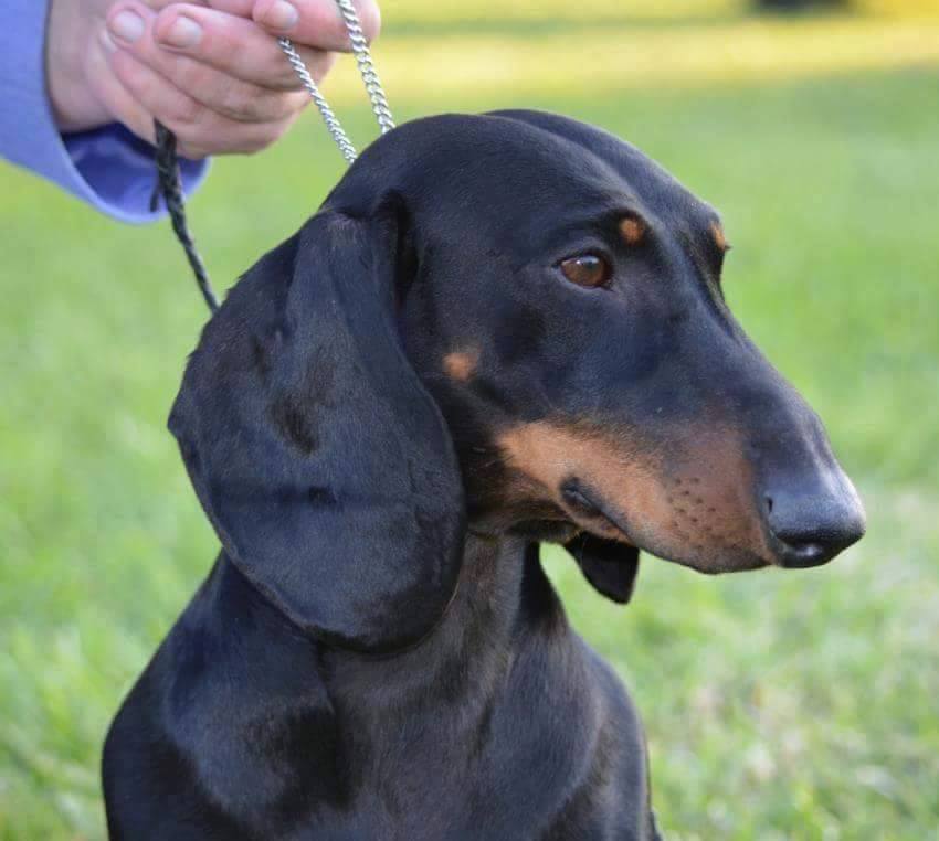 Rencontrez Kristin Cihos-Williams de Kinderteckel Standard Smooth Dachshunds