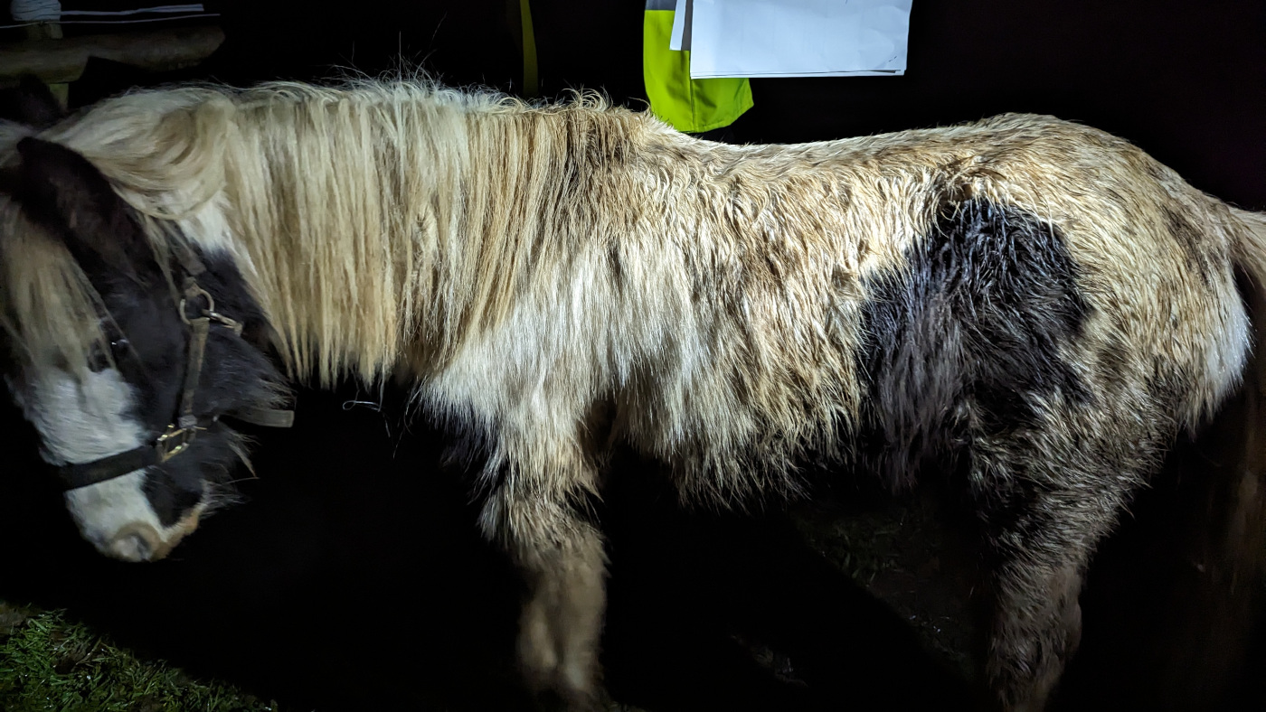 Un poney retrouvé dans un « état de choc » à côté de son compagnon mort se rétablit complètement