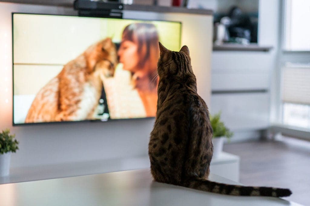 chat regardant la télé