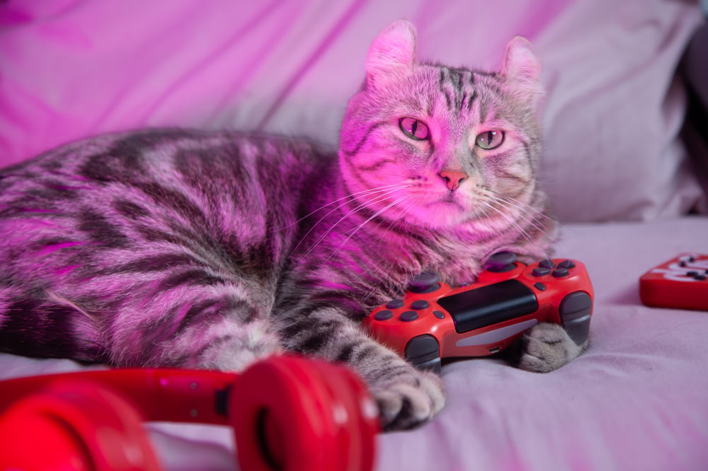 Chat-gamer-avec-un-casque-de-contrôleur